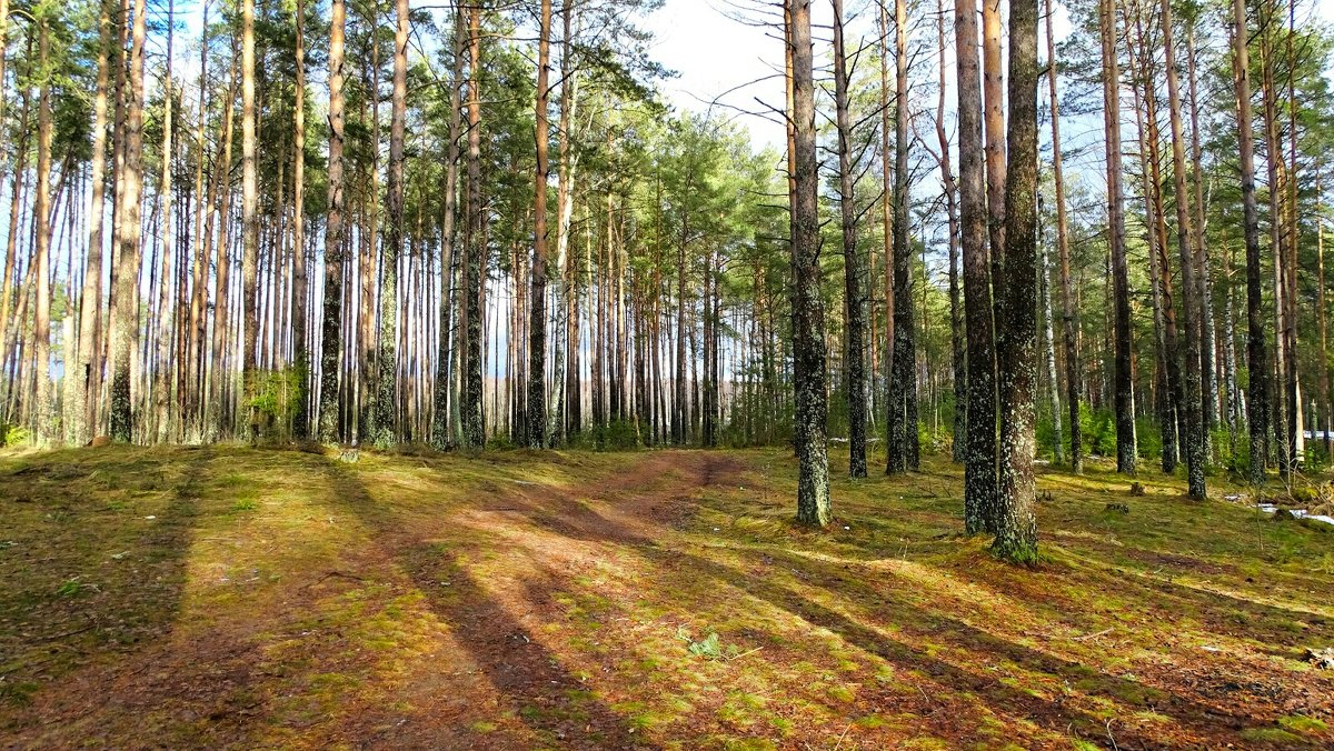 «Зеленый щит» Костромы