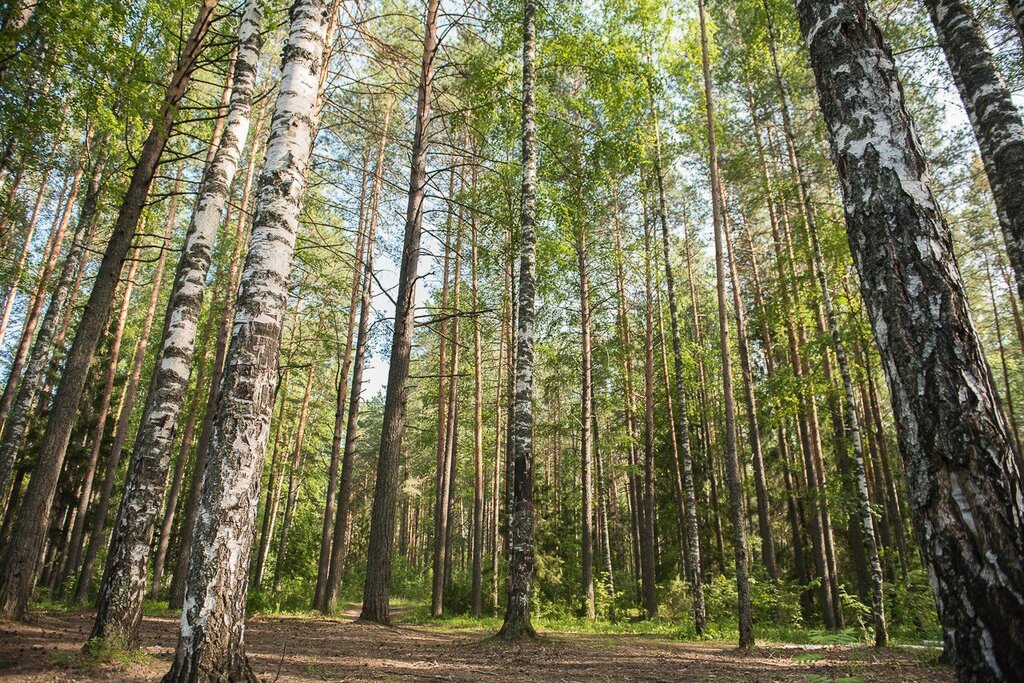Субвенции для лесфонда